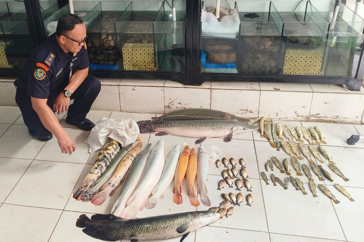 Cara Beli Tiket Pameran Seni Citimall Cilacap: Panduan Praktis untuk Warga Lokal